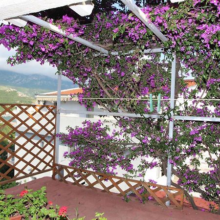 Apartment Sandra Budva Værelse billede